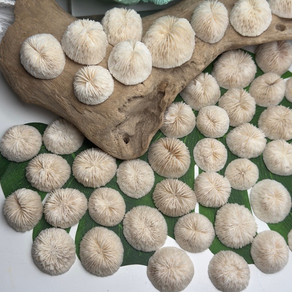 4 REAL White “Cap” Mushroom  Corals LOT Nautical Coastal Collecting aquarium - Picture 8 of 17